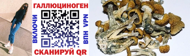 Галлюциногенные грибы Cubensis  наркота  Асино 